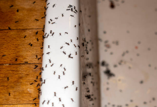 Best Local Pest Control Services  in Ligonier, IN
