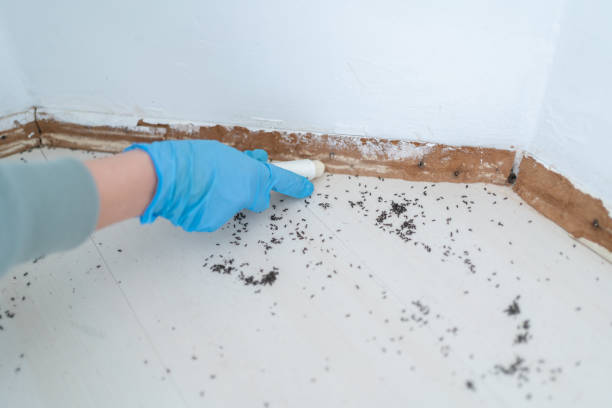 Flea Control Services in Ligonier, IN